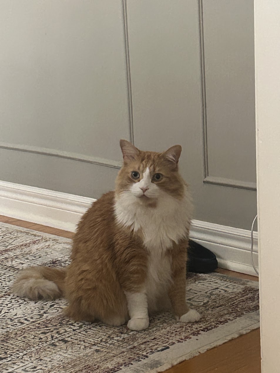 mel's cat